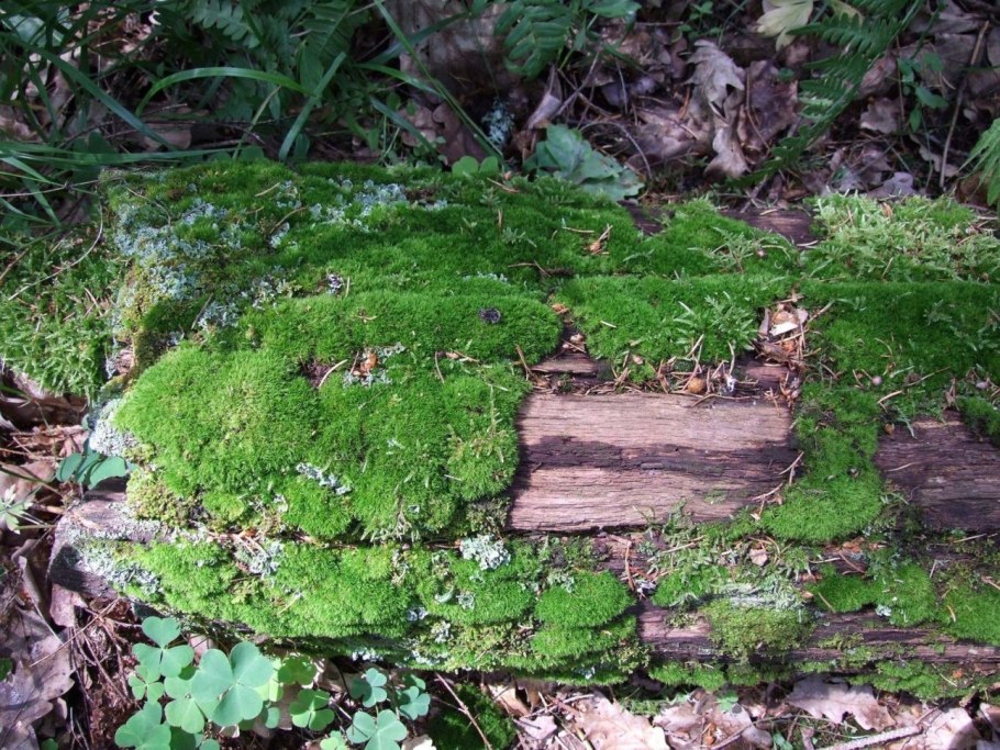 Сфагнум Лесной