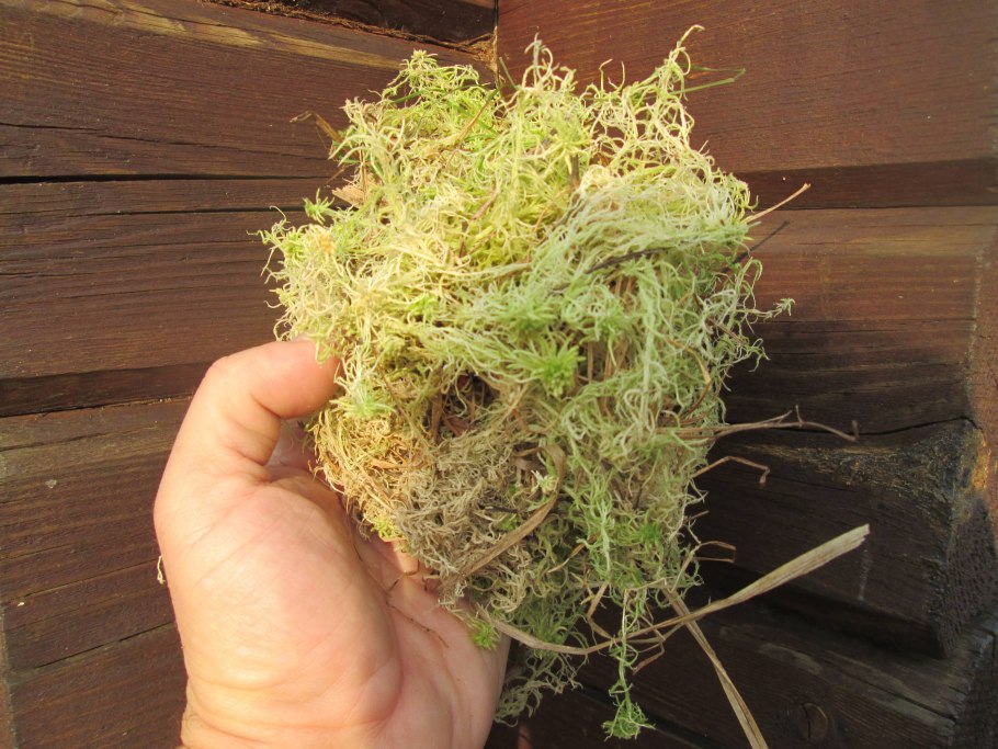 Мох для орхидей