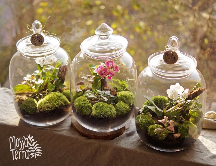 Мох сфагнум субстрат