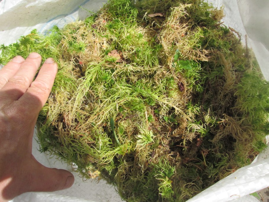 Мох сфагнум в цветочных горшках