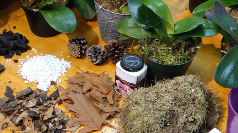 Селагинелла флорариум