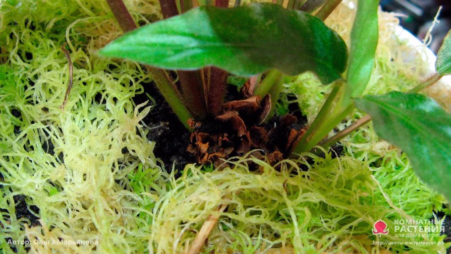 Мох сфагнум 1 л