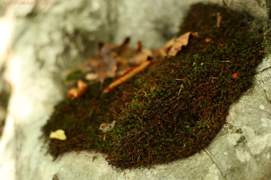 Сфагнум в цветоводстве