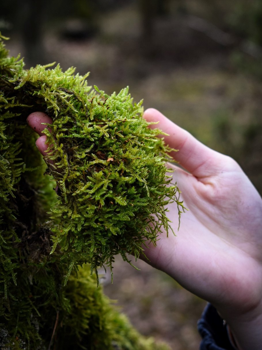 Мох сфагнум для рептилий