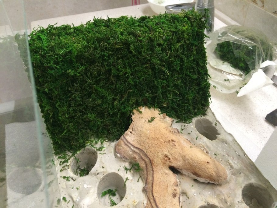 Лесной лишайник