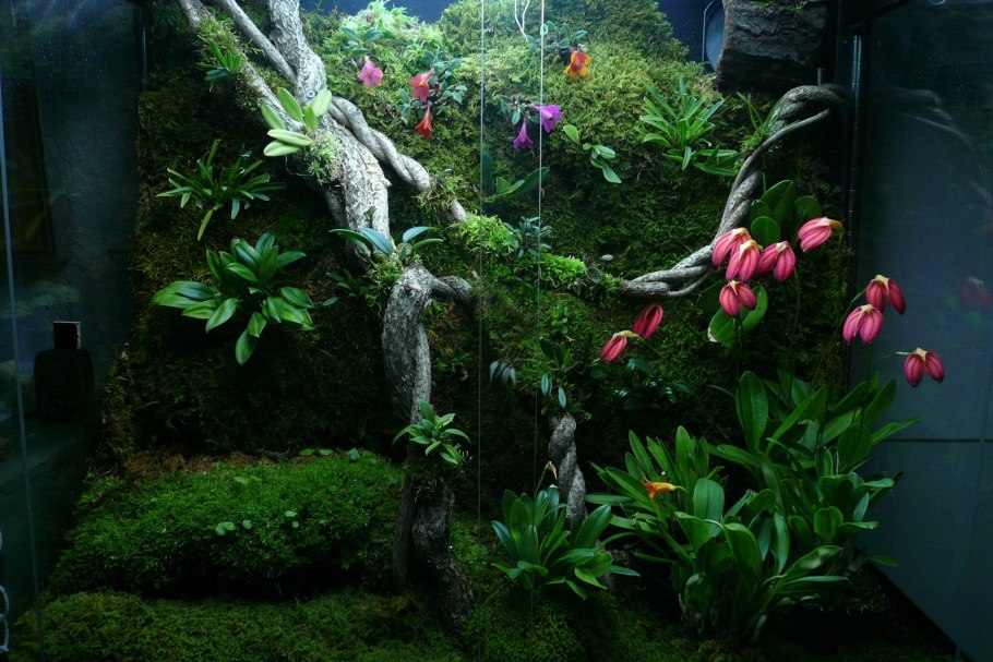 Папоротники Эпифиты