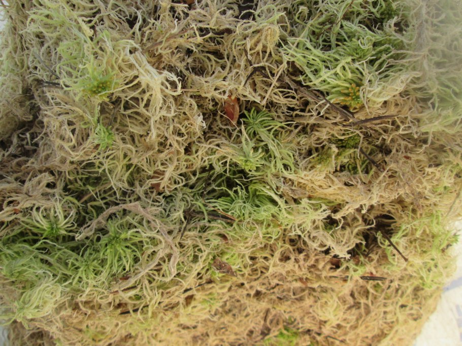 Средний ярус тропического леса