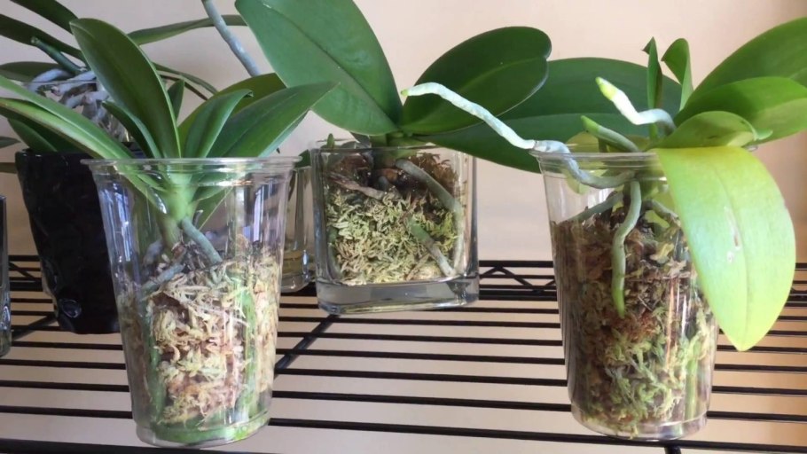 Флорариум с эпифитами