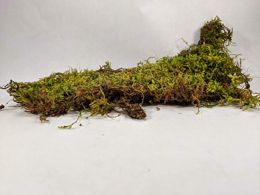 Флорариум джунгли