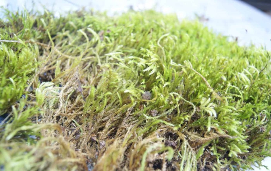 Святовский мох остров фото