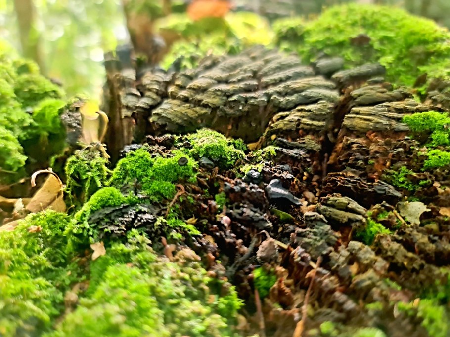 Мох сфагнум, 2л