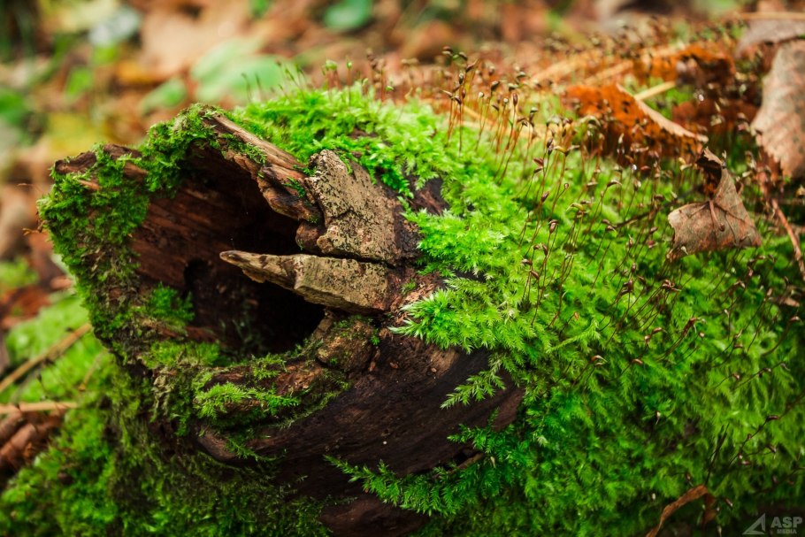 Тропический мох