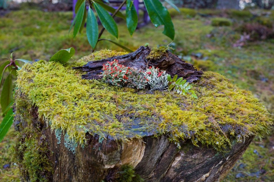 Мох сфагнум