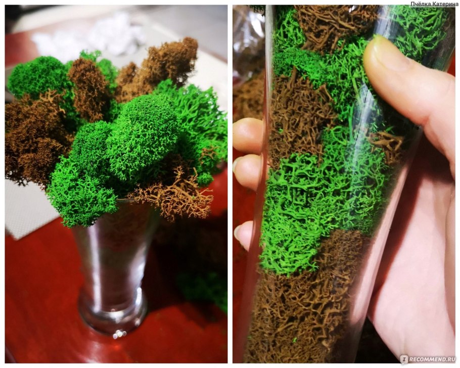 Флорариум мохариум