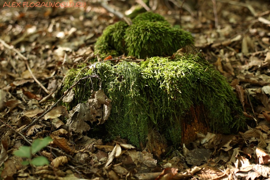 Мох селагинелла флорариум