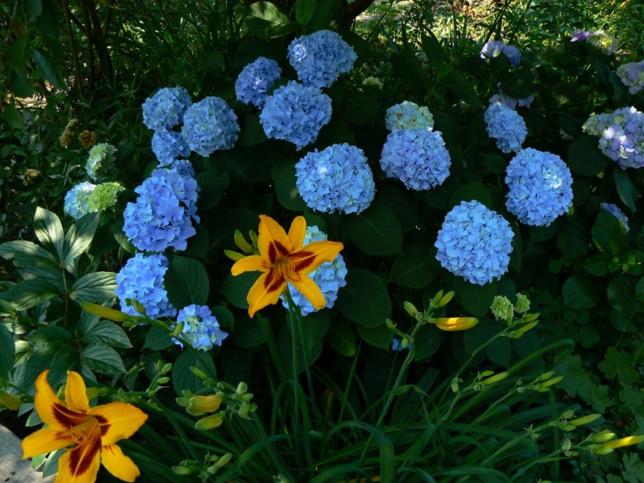 Флокс шиловидный (Phlox subulata)