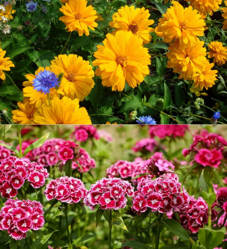 Очиток Видный (Sedum spectabile `Brilliant`)