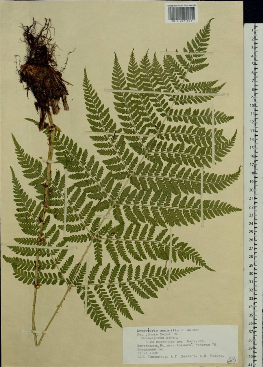 Matteuccia struthiopteris сорусы