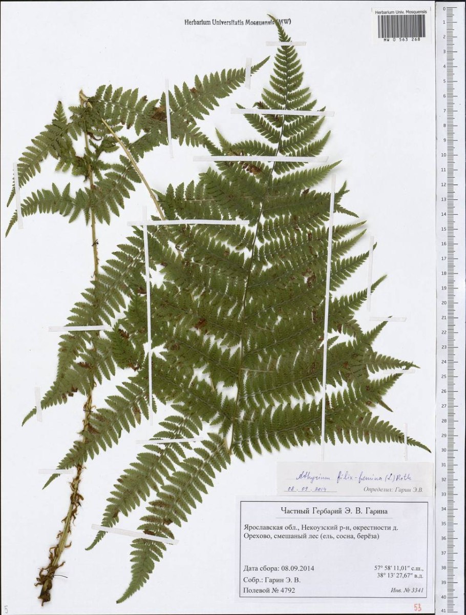 Щитовник распростертый гербарий