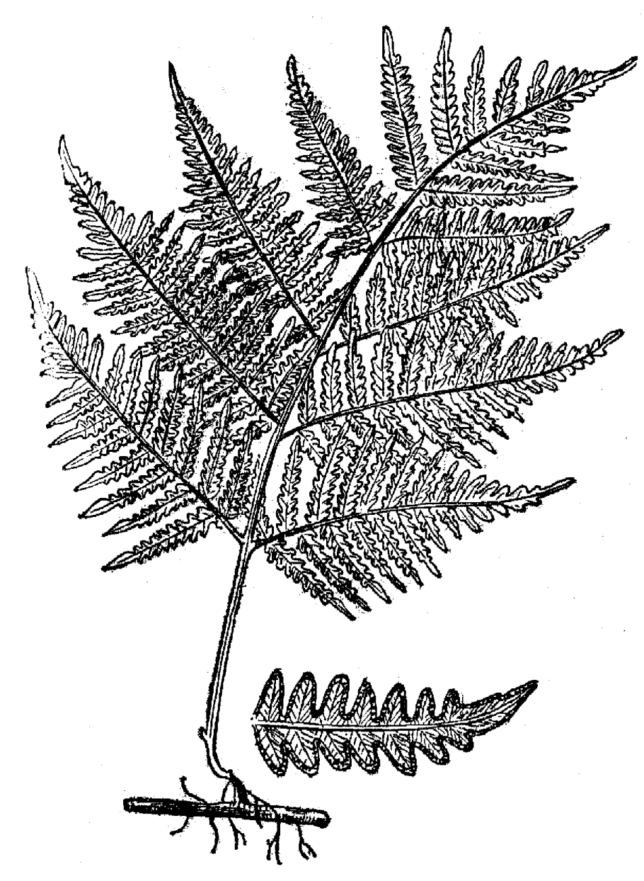 Dryopteris filix-mas(l.) Schott