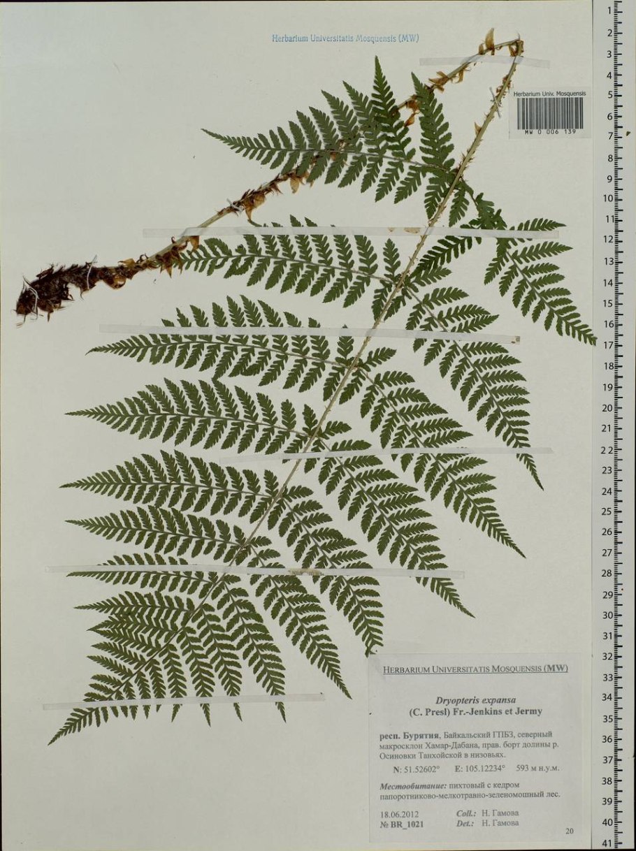 Сорус папоротника щитовника