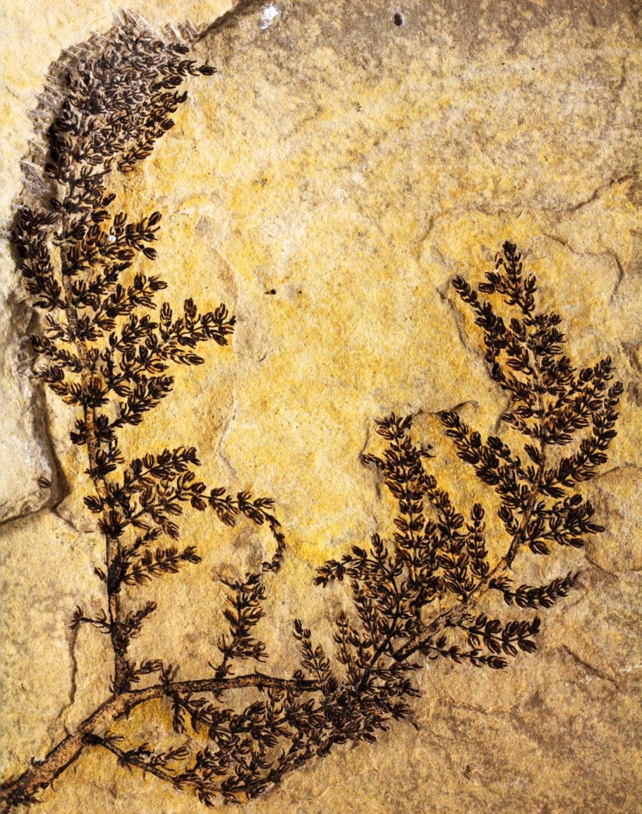 Archaefructus sinensis