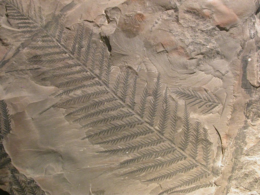 Fossil and Archeology папоротник