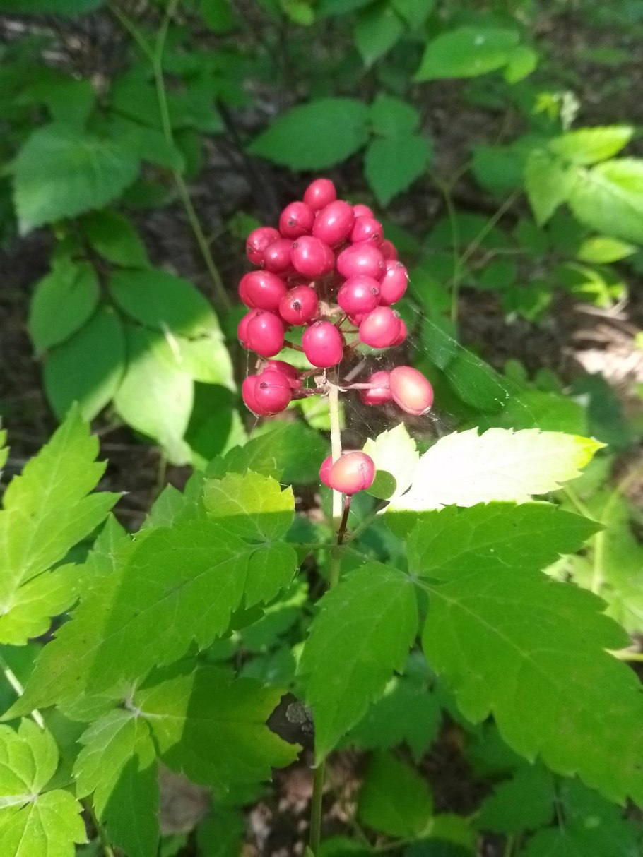 Ядовитые цветы Алтая