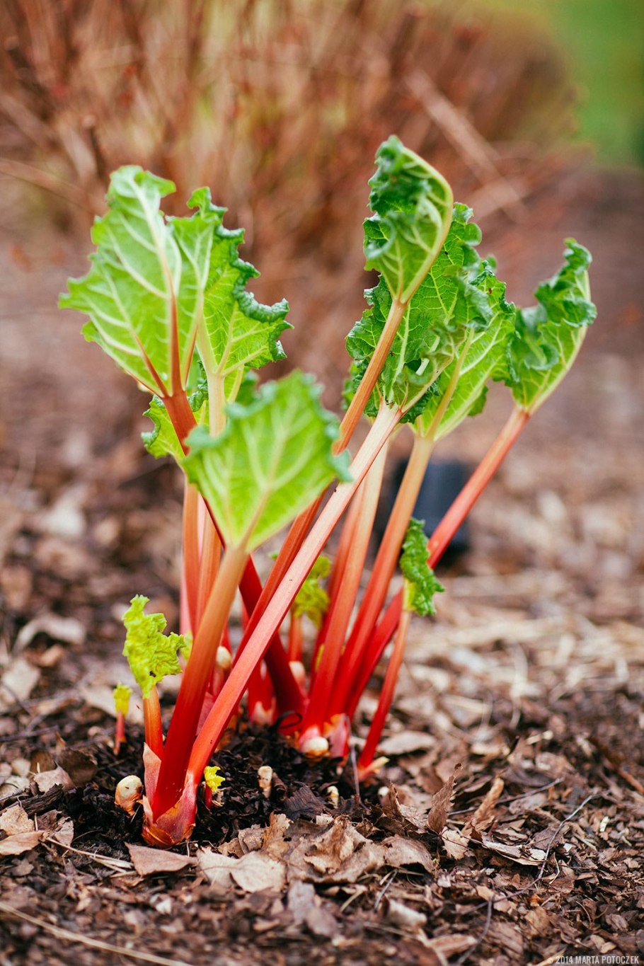 Ревень рабарбар