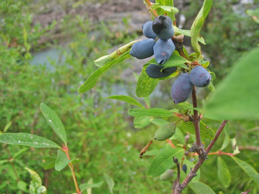 Ежевика вязолистная