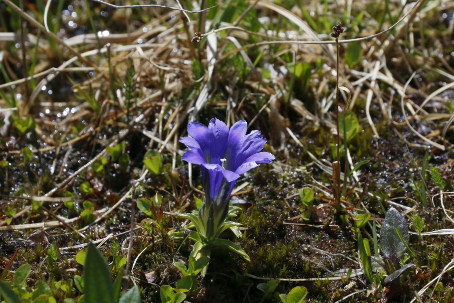 Несъедобные растения в дикой природе