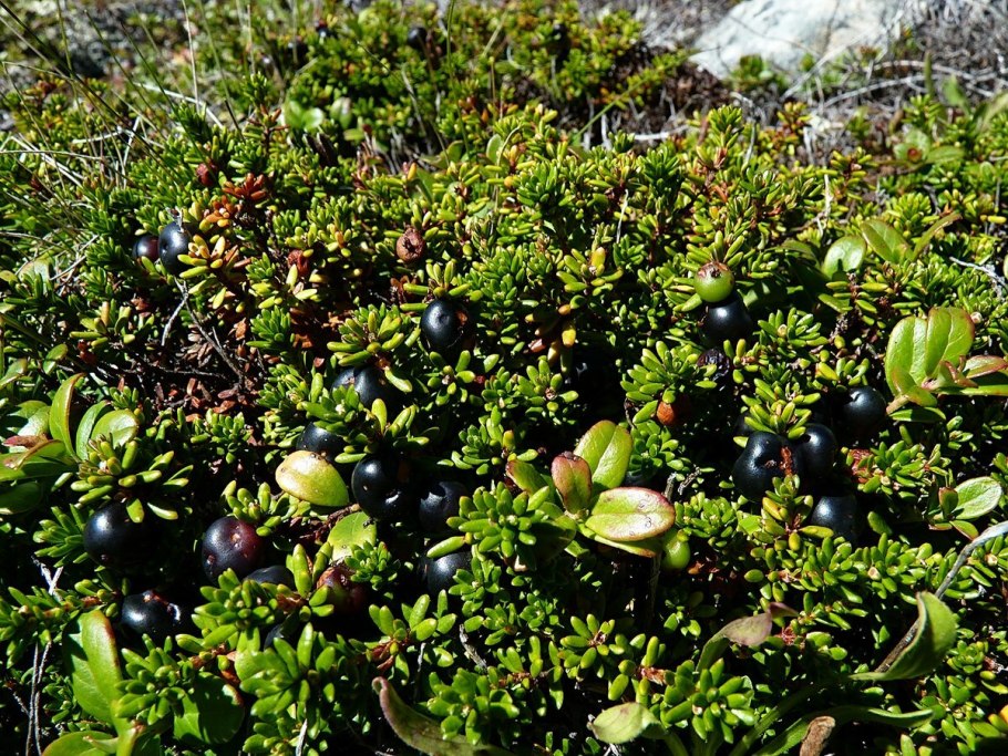 Лесная ягода костяника