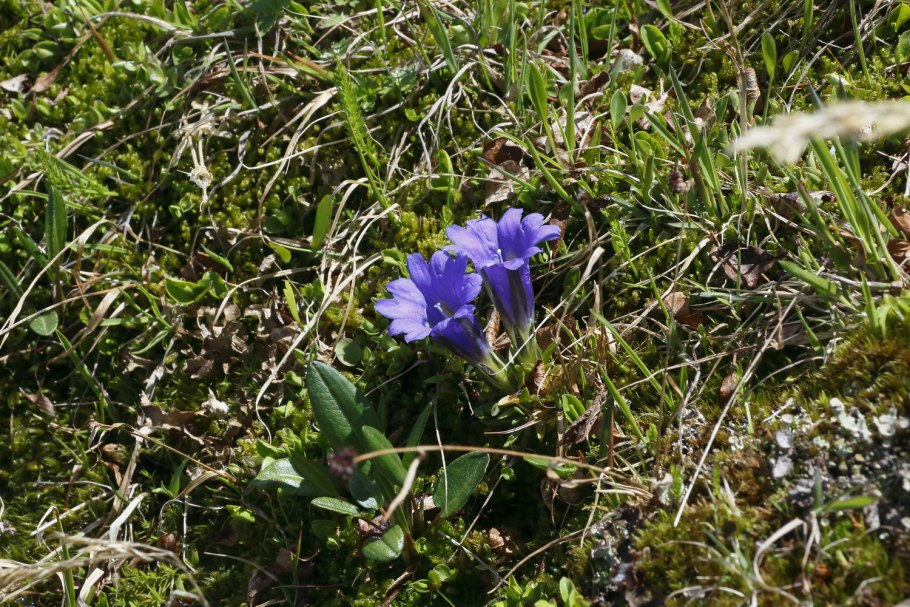 Северная ягода Княженика
