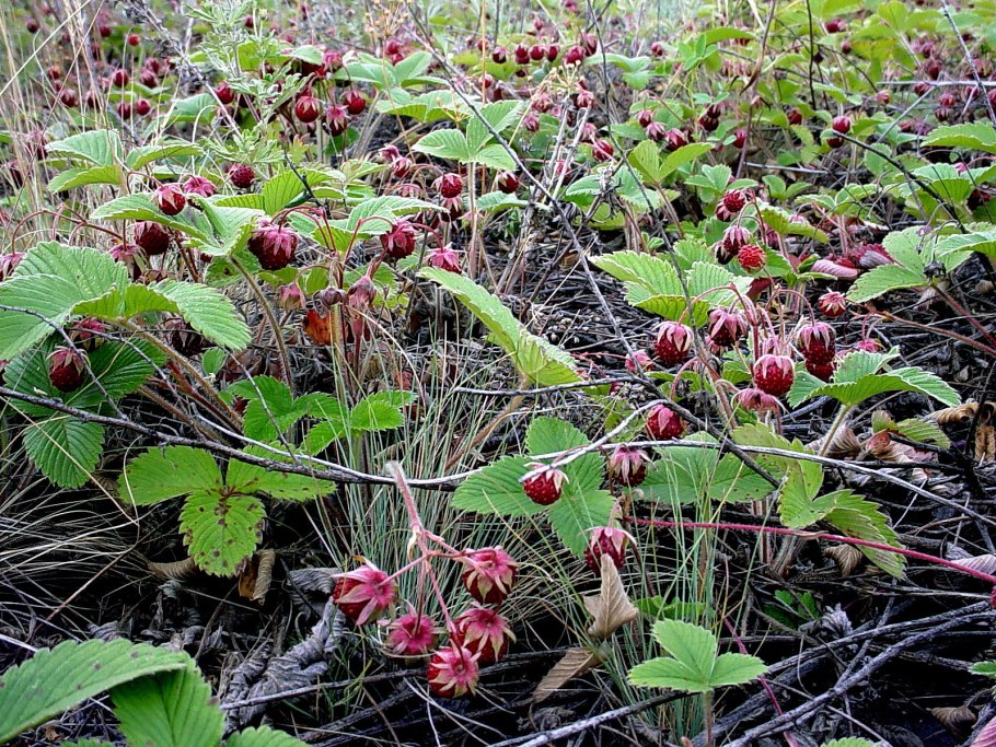 . Воронец красноплодный. Actaea erythrocarpa