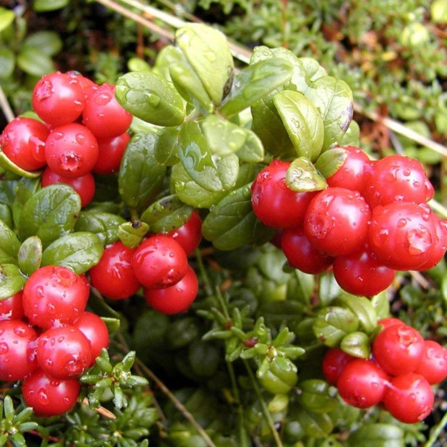 Алтайские травы фото