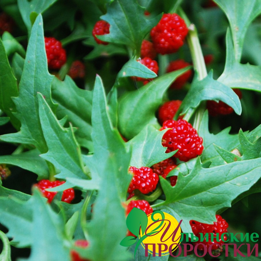 Алтайский заповедник травы