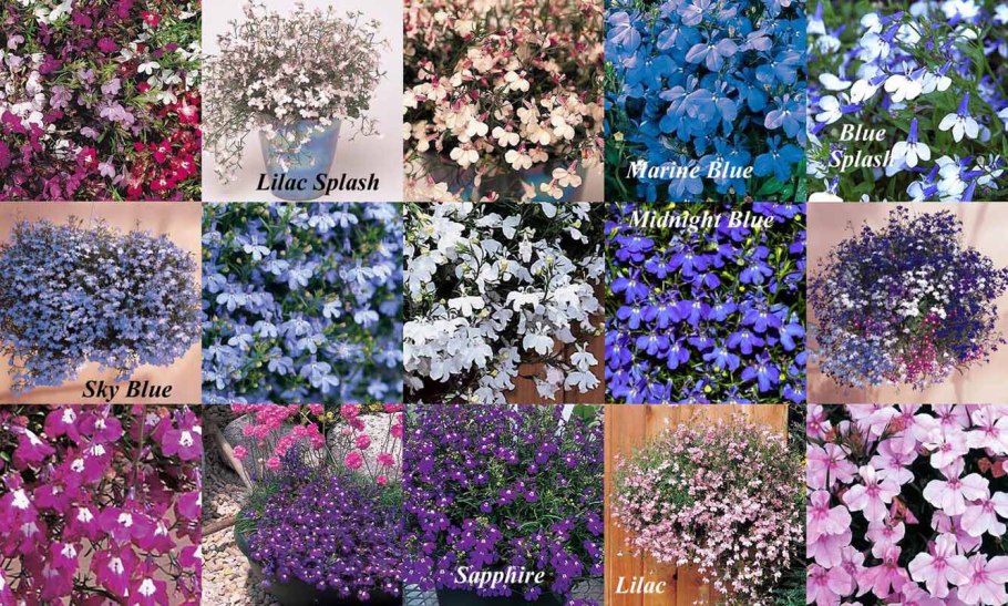 Фазы развития кукурузы