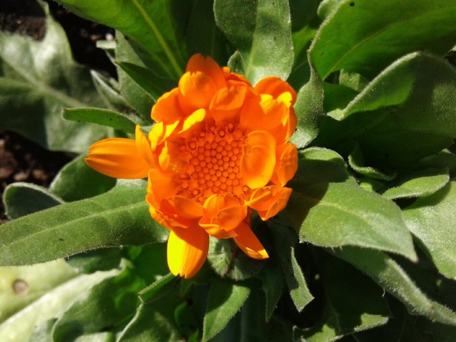 Цикл роста растения для детей