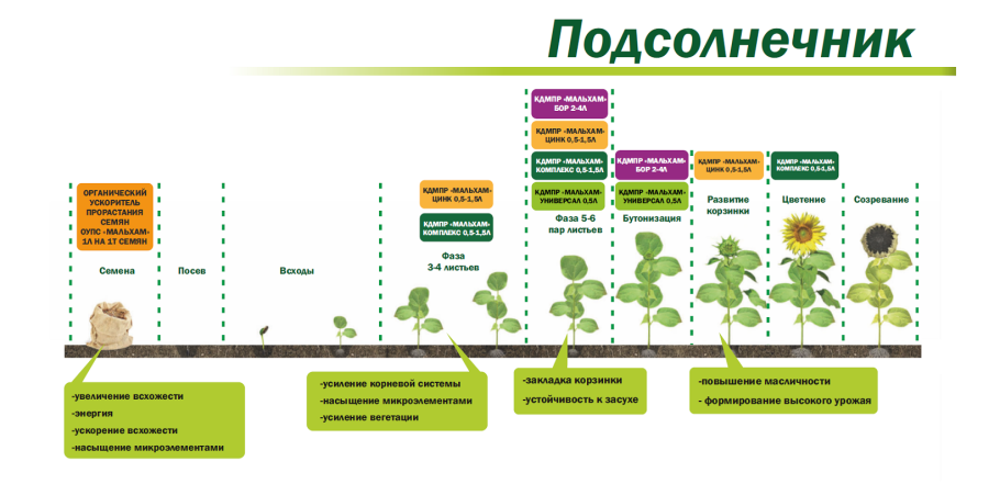 Лобелия Астра бархатцы