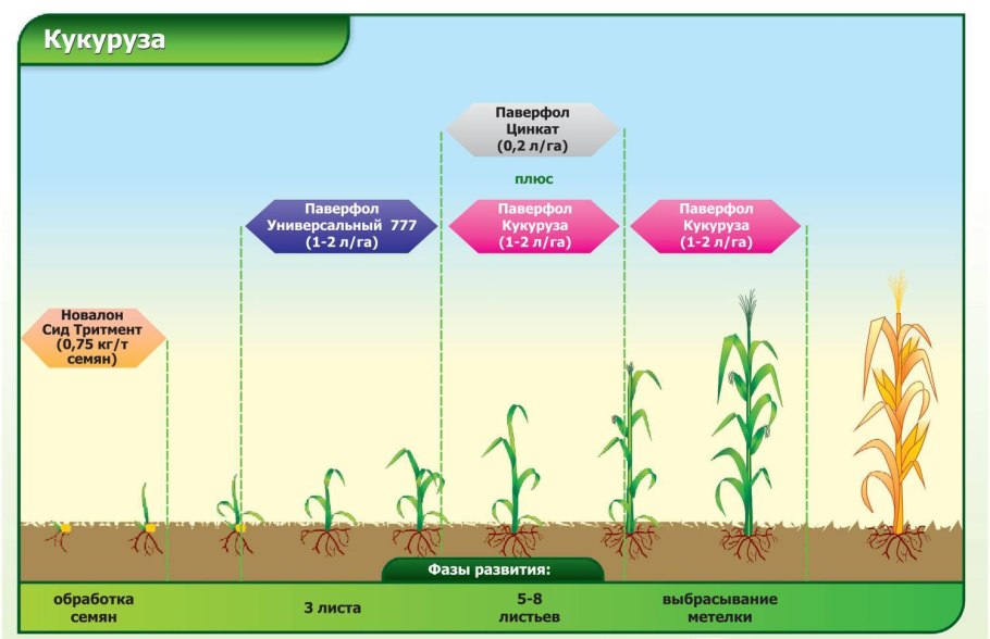 Цветы самосевы фото и название