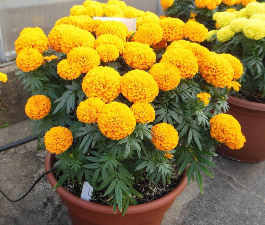 Однолетники петуния