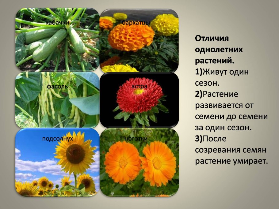 Фазы роста Яровой пшеницы таблица