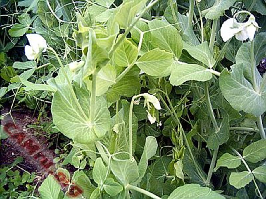 Размножение мхов спорофит и гаметофит