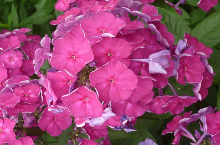 Флокс метельчатый