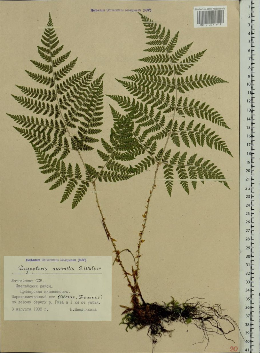 Щитовник корневище