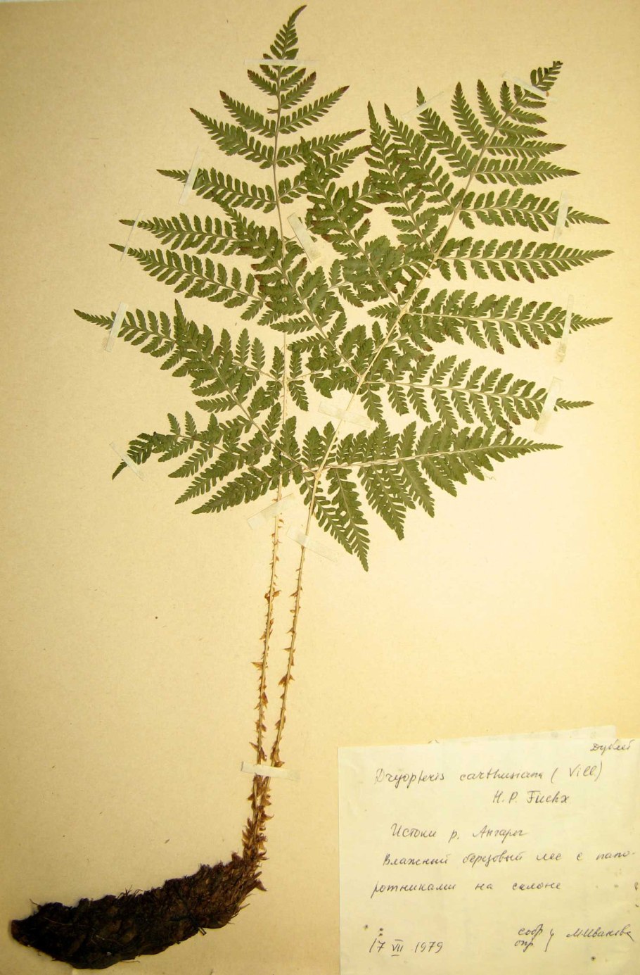 Папоротник Щитовник