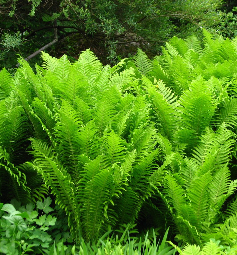 Папоротник орляк цветет