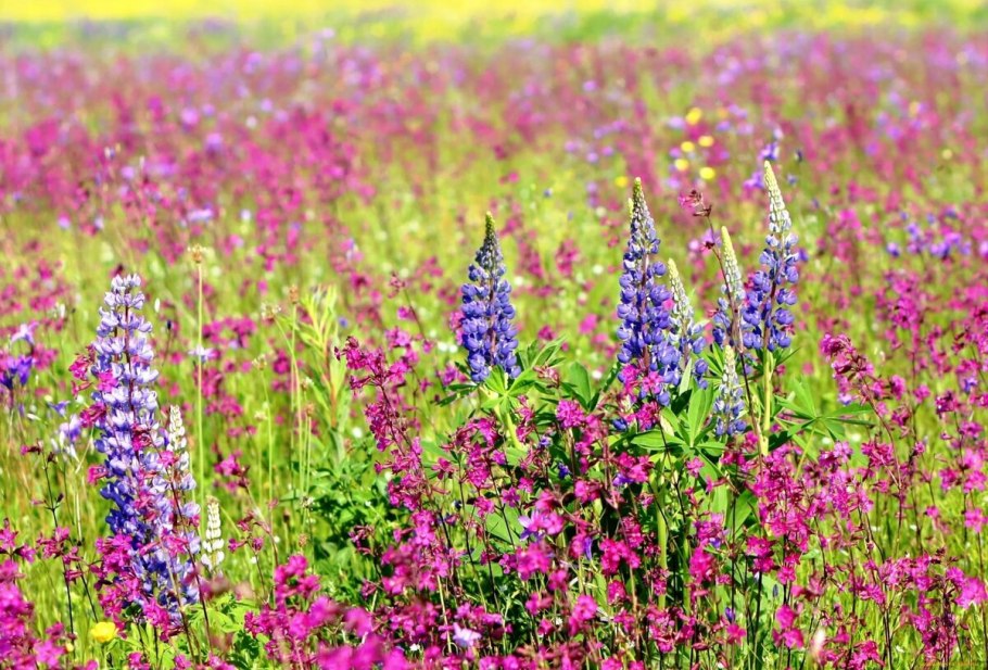 Горец змеиный (Polygonum bistorta l.)