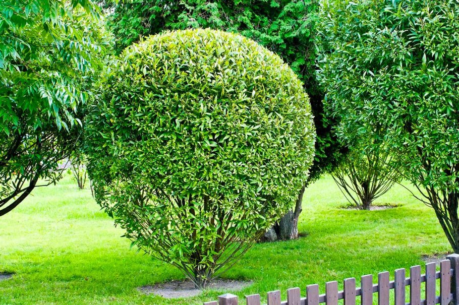 Ива Козья Пендула Килмарнок