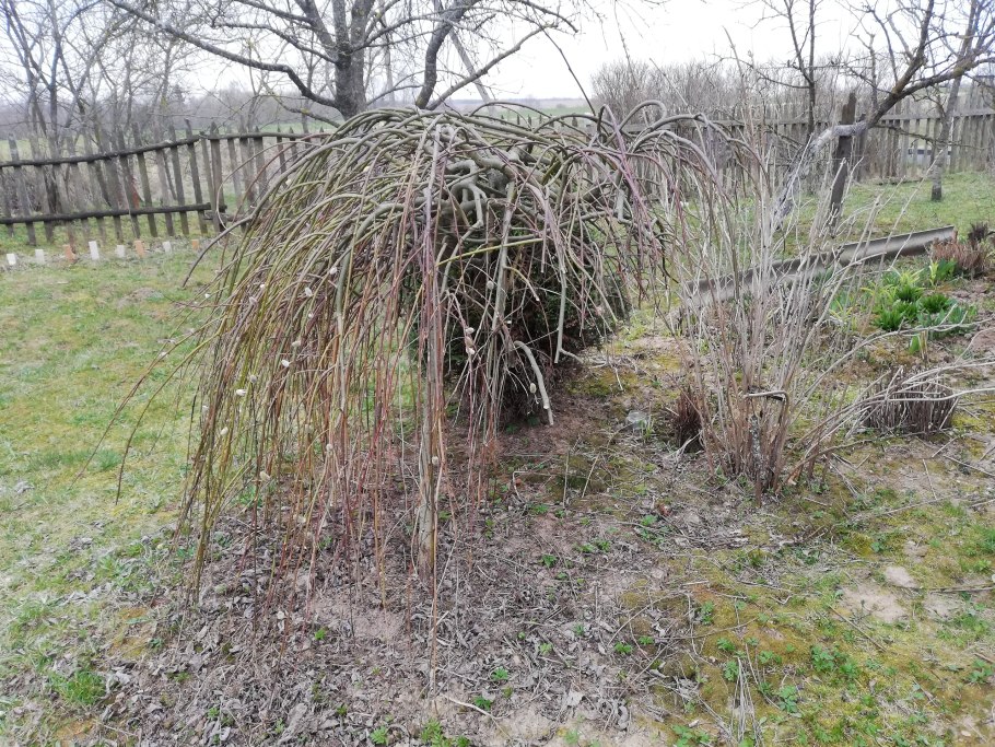 Поллярдинг ивы козьей